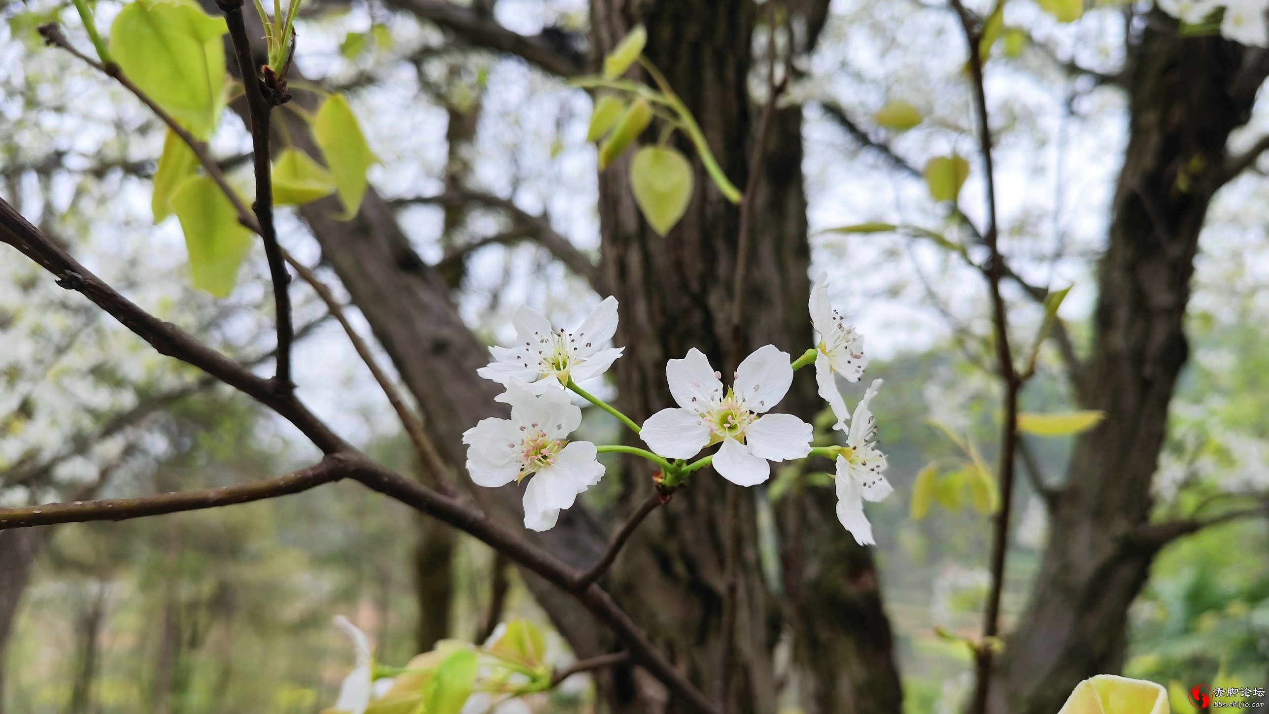望家 (5)_副本.jpg