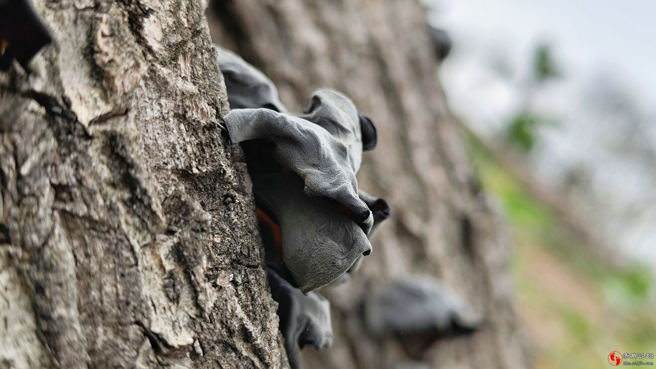 望家 (11)_副本.jpg