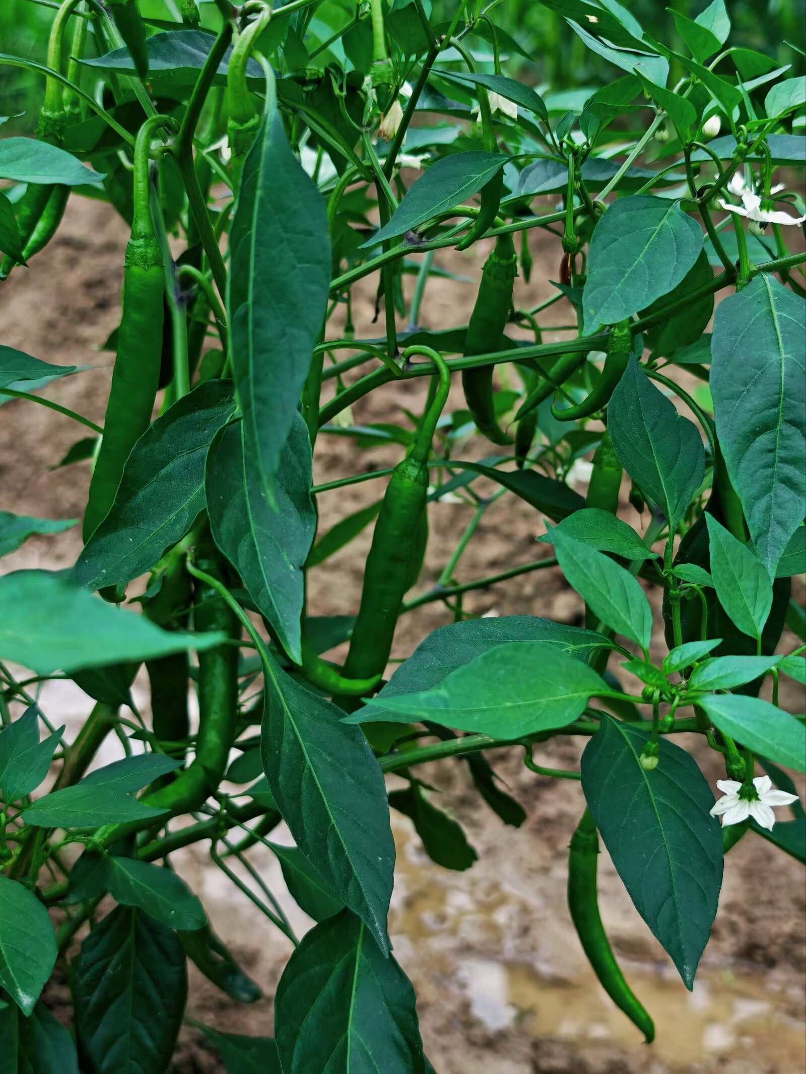 Image_1782993870314_421.jpg